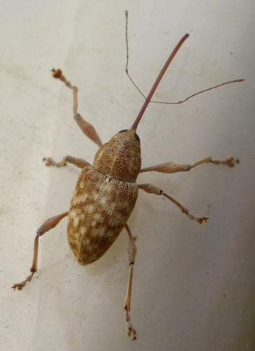 Réf. 270 954 : Curculio elephas